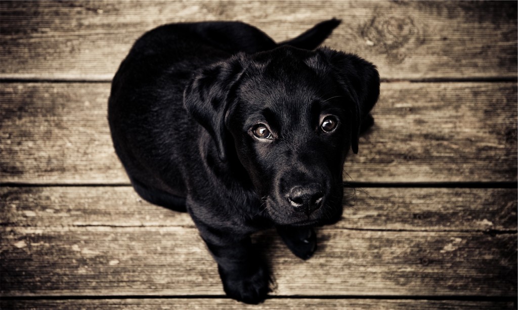 puppy-love